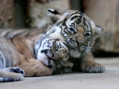 Gemasnya Bayi Kembar Harimau Malaya Langka yang Lahir di Praha