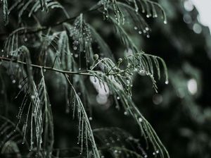 Few drops water in november rains