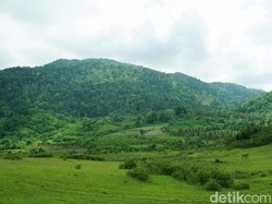 Keindahan Bukit Savana yang Membentang Hijau