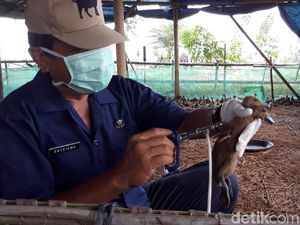 Kementan RI Sebut Flu Burung Masih Jadi Ancaman