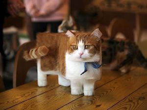 Bermula dari Hewan Kotak, Aditya Aryanto Eksplorasi Ragam Bentuk