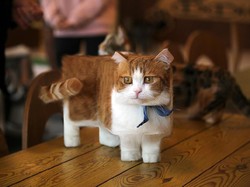 Bermula dari Hewan Kotak, Aditya Aryanto Eksplorasi Ragam Bentuk