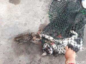 Kucing Liar yang Kena Razia Bisa Diadopsi Warga