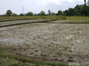 Musim Tanam, Petani Probolinggo Dapat Tambahan Pupuk Bersubsidi