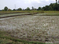 Musim Tanam, Petani Probolinggo Dapat Tambahan Pupuk Bersubsidi