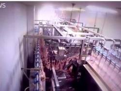 RPH di Melbourne Rebus Ayam Hidup-hidup