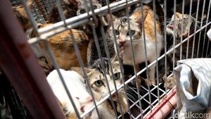 Razia Kucing Liar di Rusun Baladewa