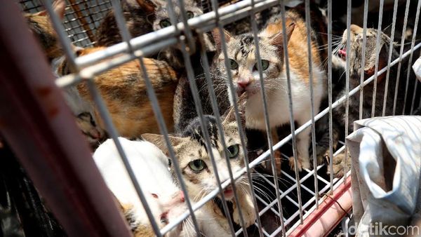 Razia Kucing Liar di Rusun Baladewa