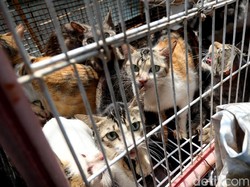Anies Ingin Jakarta Punya Sistem Adopsi Kucing Liar