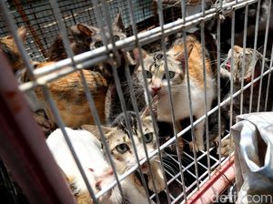Anies Ingin Jakarta Punya Sistem Adopsi Kucing Liar Anies Ingin Jakarta Punya Sistem Adopsi Kucing Liar