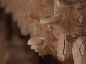 Rumah Jamur Smurf Ini Dijual Rp 1,75 M, Minat Beli? Rumah Jamur Smurf Ini Dijual Rp 1,75 M, Minat Beli?