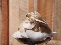 Rumah Jamur, Harapan Baru Masyarakat Kampung Pedado Palembang