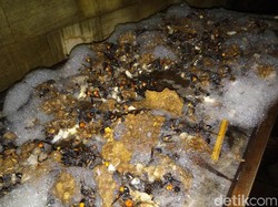 Tragis, Seorang Kakek di Solo Tewas Disengat Ratusan Lebah