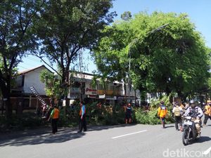 Puluhan Pohon Tumbang di Solo, BPBD Lakukan Pemangkasan
