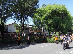 Puluhan Pohon Tumbang di Solo, BPBD Lakukan Pemangkasan