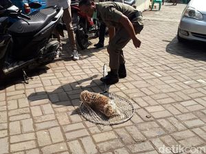 Viral ITS Bebas Kucing, Ada Juga Riset Sarankan Bunuh Kucing Demi Ekosistem