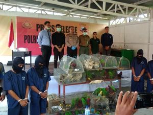 Hendak Diselundupkan ke Filipina, Burung di Paralon Kini Dikarantina Hendak Diselundupkan ke Filipina, Burung di Paralon Kini Dikarantina