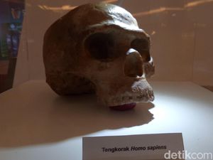 Kuburan Prasejarah Berisi 5 Tengkorak Manusia Ditemukan di Papua Barat