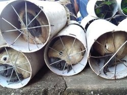 Polisi Tahan 4 Penyelundup Burung yang Disekap di Pipa Paralon