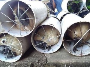 Kasus Masih Berjalan, Kakatua yang Disekap di Paralon Belum Dilepas Kasus Masih Berjalan, Kakatua yang Disekap di Paralon Belum Dilepas