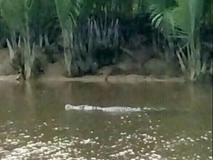 Cari Pakan Ternak, Remaja 14 Tahun di Sultra Hilang Diterkam Buaya