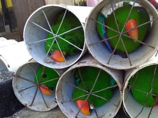 Foto: Derita Burung Kakatua dan Nuri yang Disekap di Paralon