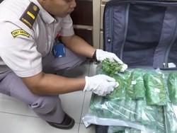 Masuknya Ribuan Batang Bibit Krisan dari Malaysia Digagalkan