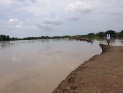 Tanggul Wedok Jebol, Puluhan Hektar Sawah di Lamongan Terendam