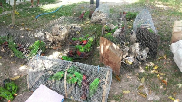 Foto Derita Burung Kakatua Dan Nuri Yang Disekap Di Paralon