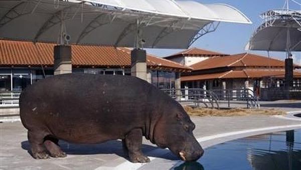 Jangan Diberi Alkohol! Begini Gaya Kuda Nil Minum Air