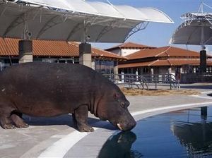 Jangan Diberi Alkohol! Begini Gaya Kuda Nil Minum Air