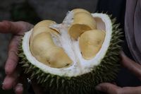 Pemerintah Malaysia Penasaran Soal Durian sebagai Makanan Afrodisiak