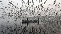 Ratusan Burung Camar Kepung Pria Bersampan di Sungai Yamuna