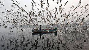 Ratusan Burung Camar Kepung Pria Bersampan di Sungai Yamuna