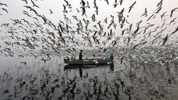 Ratusan Burung Camar Kepung Pria Bersampan di Sungai Yamuna