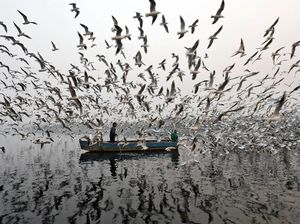 Ratusan Burung Camar Kepung Pria Bersampan di Sungai Yamuna