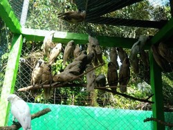 Ironi Kakatua dan Nuri: Dilindungi Tapi Dianggap Hama