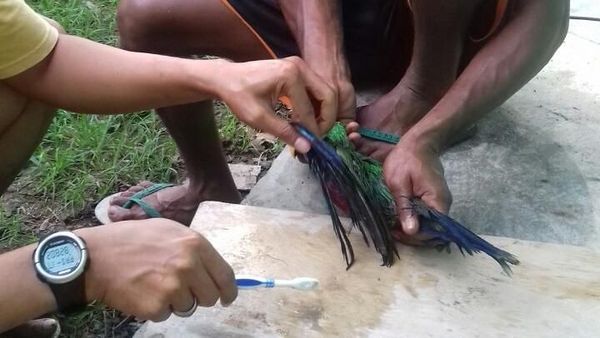 Begini Pembersihan Getah di Bulu Kakatua yang Sempat Disekap