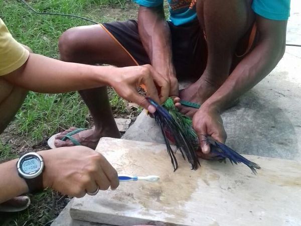 Begini Pembersihan Getah di Bulu Kakatua yang Sempat Disekap