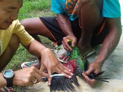 Kasihan, Bulu Kakatua yang Disekap di Paralon Dipenuhi Getah