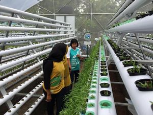 Kebun Hidroponik, Destinasi Agrowisata Baru di Jember