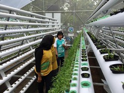 Kebun Hidroponik, Destinasi Agrowisata Baru di Jember