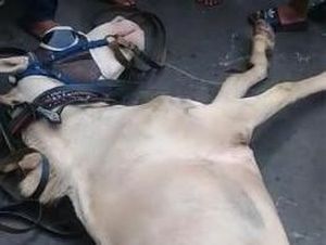 Kuda Delman Mendadak Tersungkur di Menteng