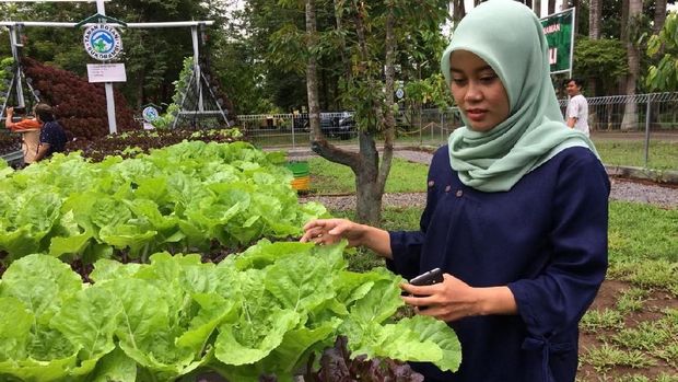 Kebun Hidroponik, Destinasi Agrowisata Baru di Jember