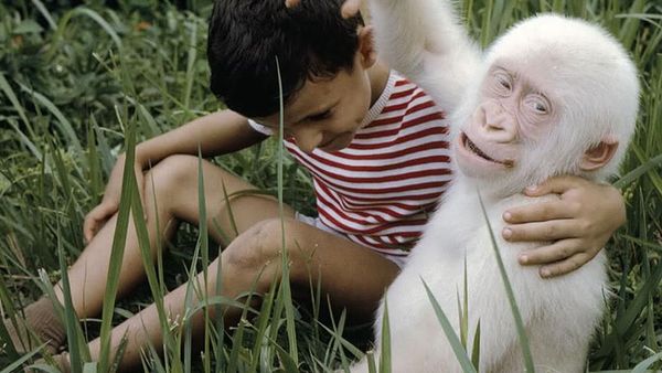 Potret Hewan Albino Langka yang Menakjubkan