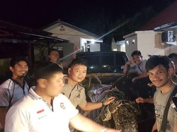 Lepas dari Kandang, Buaya Ini Masuk ke Permukiman Warga