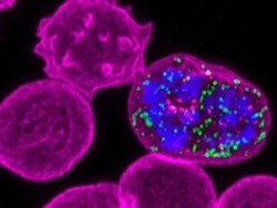 Tim Peneliti Internasional Petakan Triliunan Sel Manusia