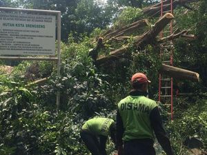 Lho, Ada Pohon Beringin Sudah Tumbang Lalu Berdiri Lagi
