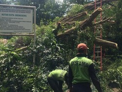 Lho, Ada Pohon Beringin Sudah Tumbang Lalu Berdiri Lagi