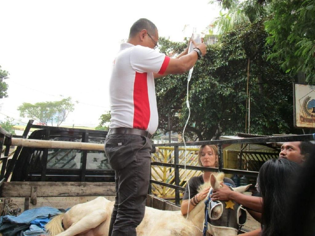 Patah Kaki, Kuda Delman di Menteng Akhirnya Disuntik Mati Patah Kaki, Kuda Delman di Menteng Akhirnya Disuntik Mati